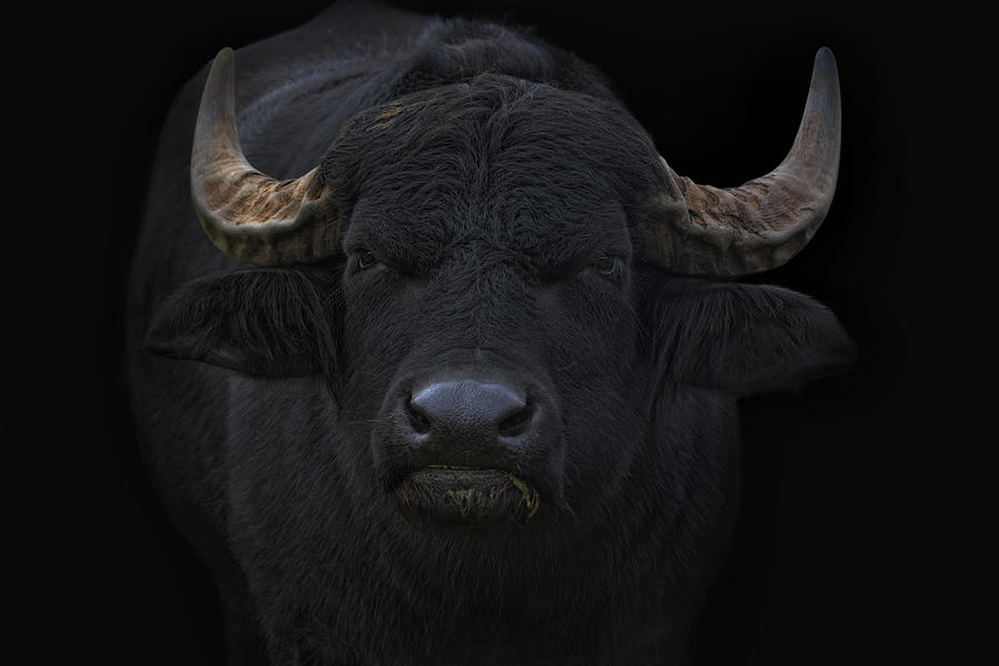 Big Bull #2 Photograph by Joachim G Pinkawa