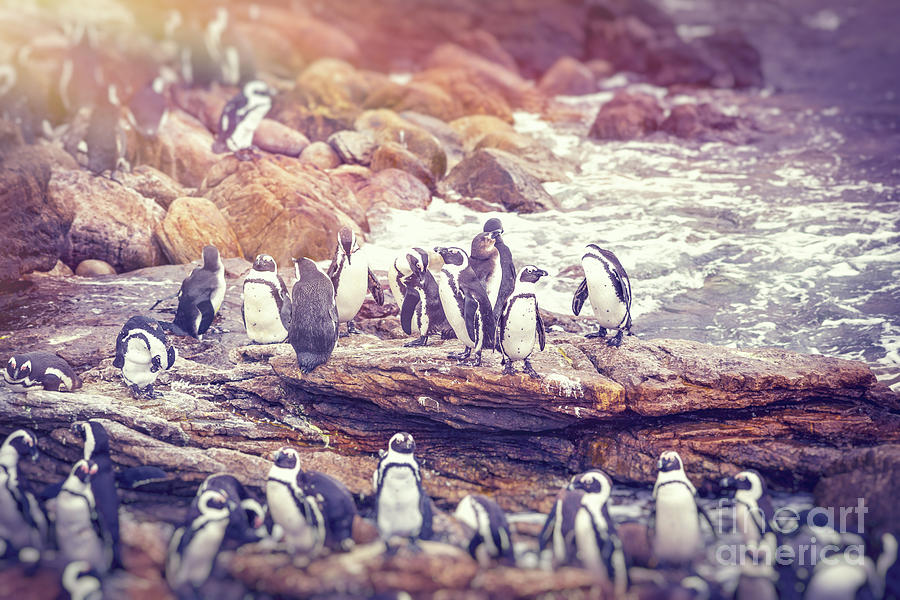 Big family of penguins Photograph by Anna Om - Fine Art America