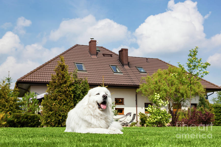 Big guard dog resting in front of the house. Polish Tatra Sheepdog #1 Photograph by Michal Bednarek