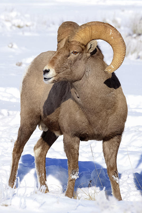Big-Horn Ram In Winter #1 Photograph by Yeates Photography
