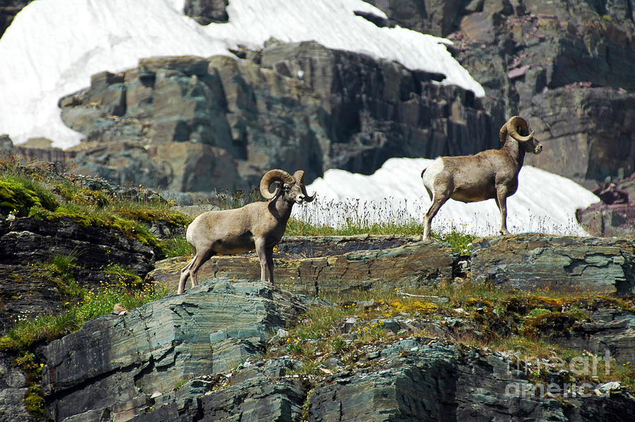 Big Horn Sheep - Glaicer #1 Photograph by Cindy Murphy - NightVisions 