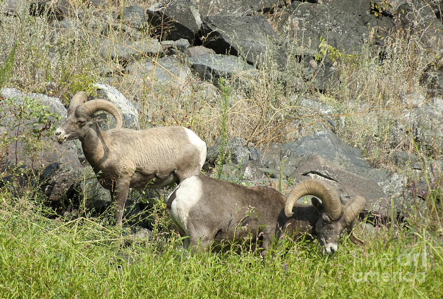 Big Horn Sheep Hells Canyon ID #1 Photograph by Cindy Murphy - NightVisions 