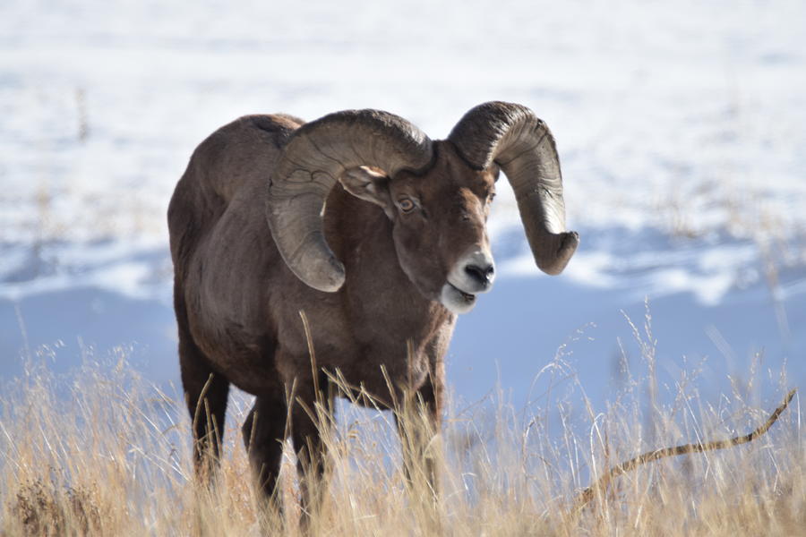 Big Horn Sheep #1 Photograph by Margarethe Binkley