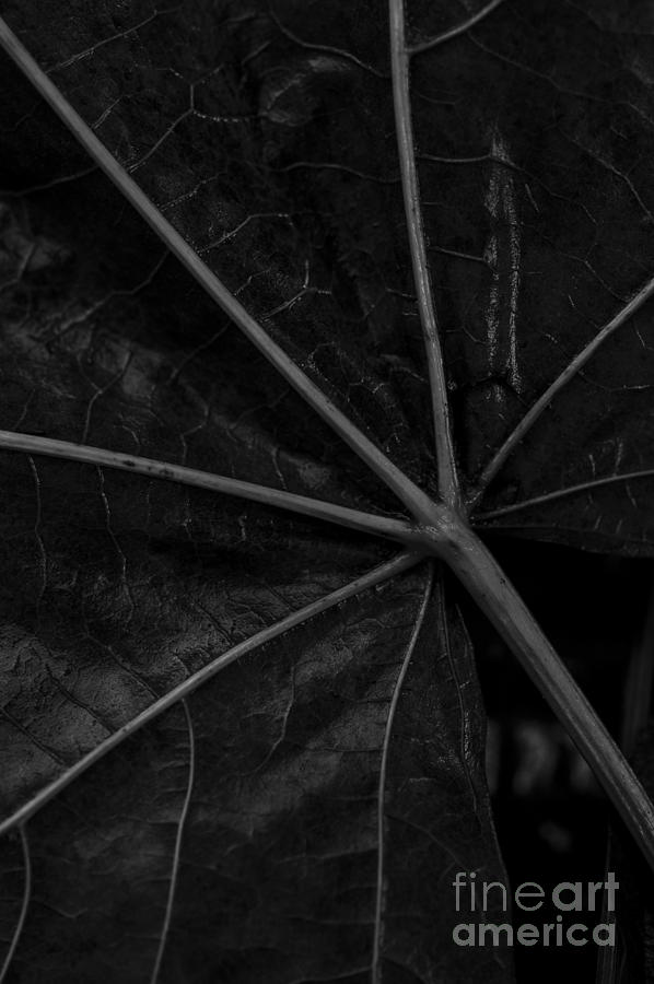 Big Leaf Maple  #1 Photograph by Jim Corwin