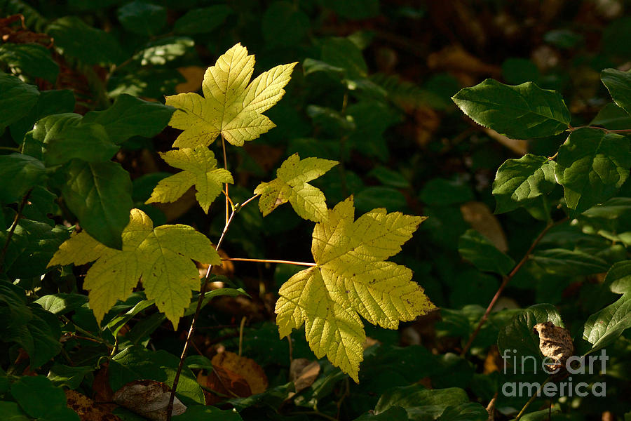 Big Leaf Maple #1 Photograph by Sean Griffin
