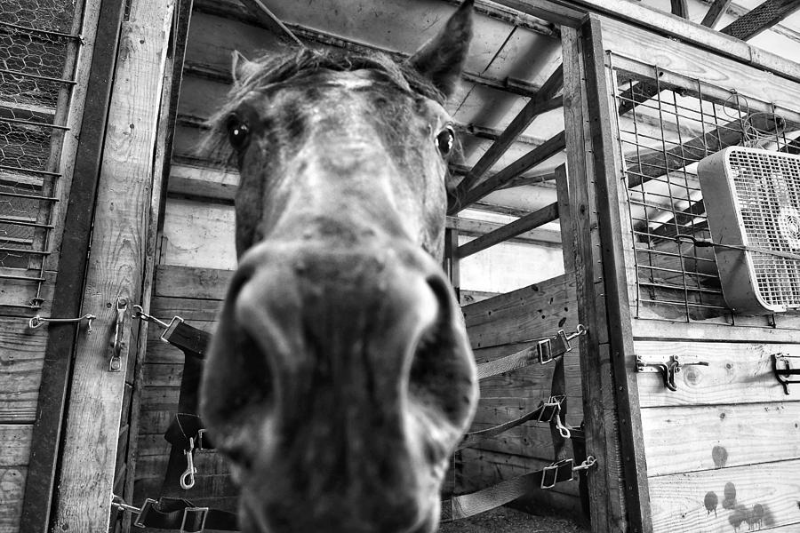 Big Nose  #1 Photograph by Joseph Caban