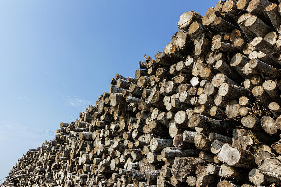 Big Pile Of Wood Logs Photograph by Germano Poli