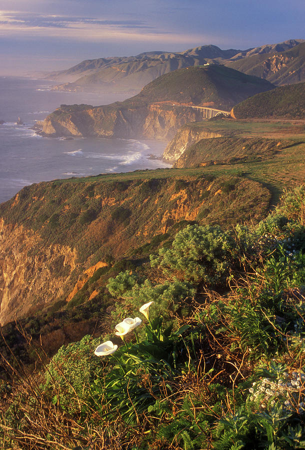 Big Sur Coast Wild Calla #1 Photograph by John Burk