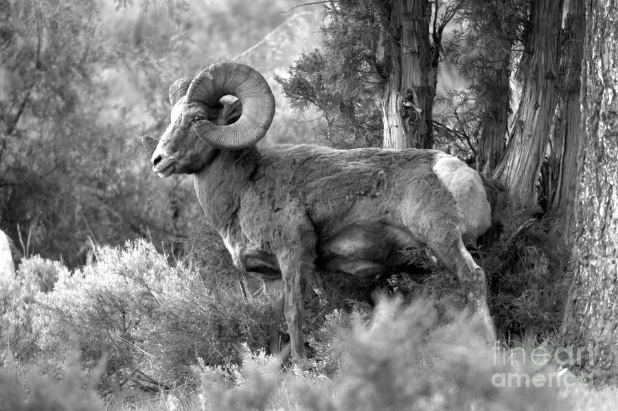 Bighorn In The Lamar Valley Forest Black And White #1 Photograph by Adam Jewell