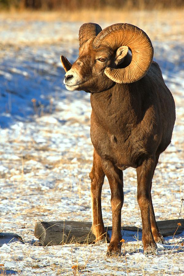 Bighorn In The Sun #1 Photograph by Adam Jewell