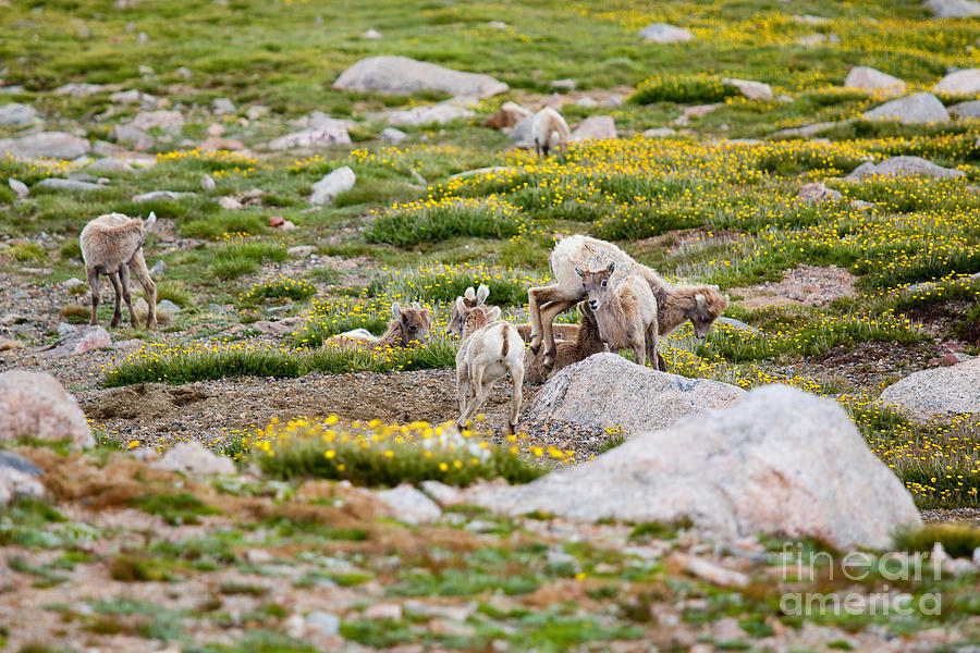 Bighorn Sheep Babies On Mount Evans Colorado Photograph