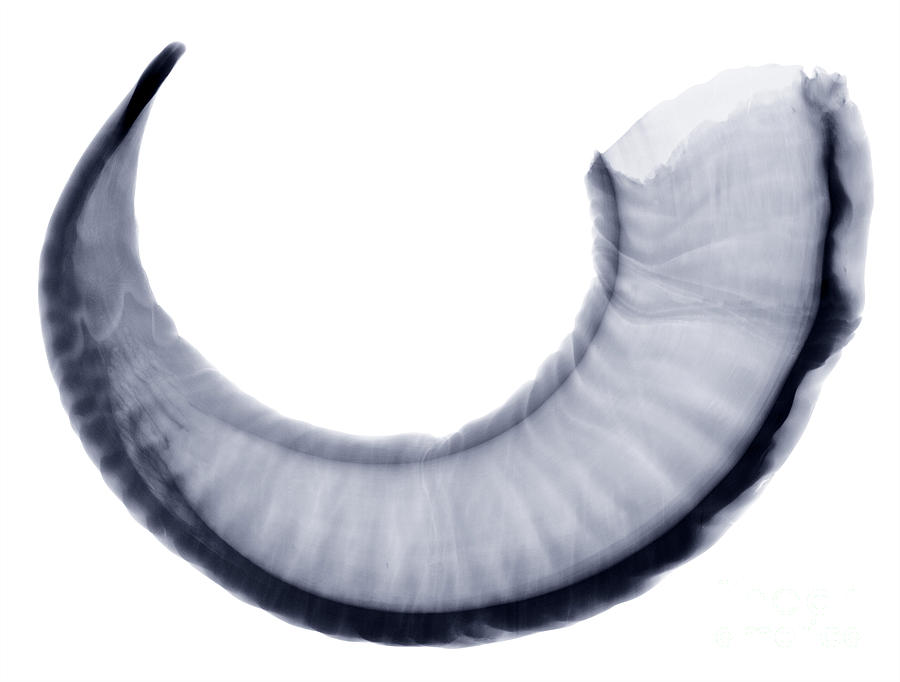 Nature Photograph - Bighorn Sheep Horn, X-ray #1 by Ted Kinsman