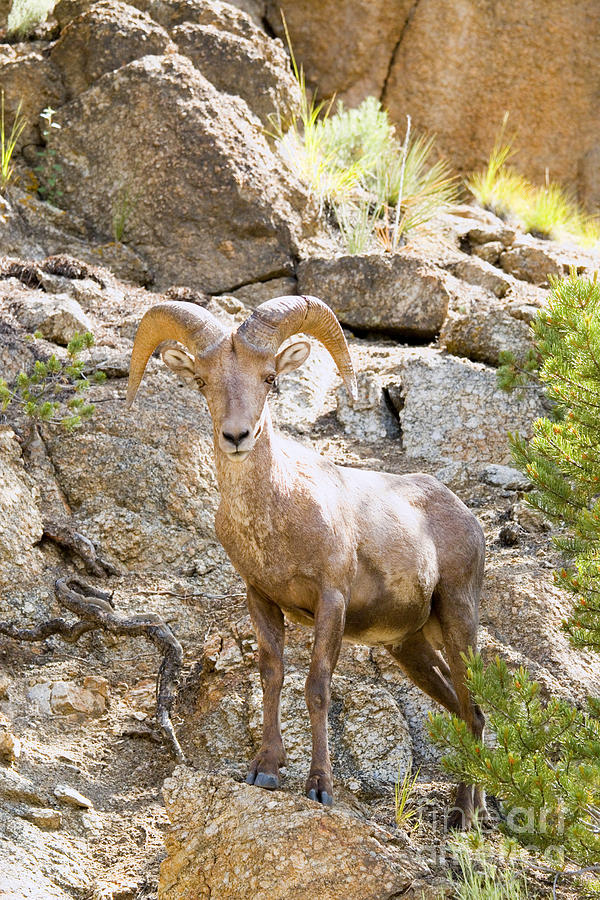 Bighorn Sheep in the San Isabel National Forest #2 Photograph by Steven Krull