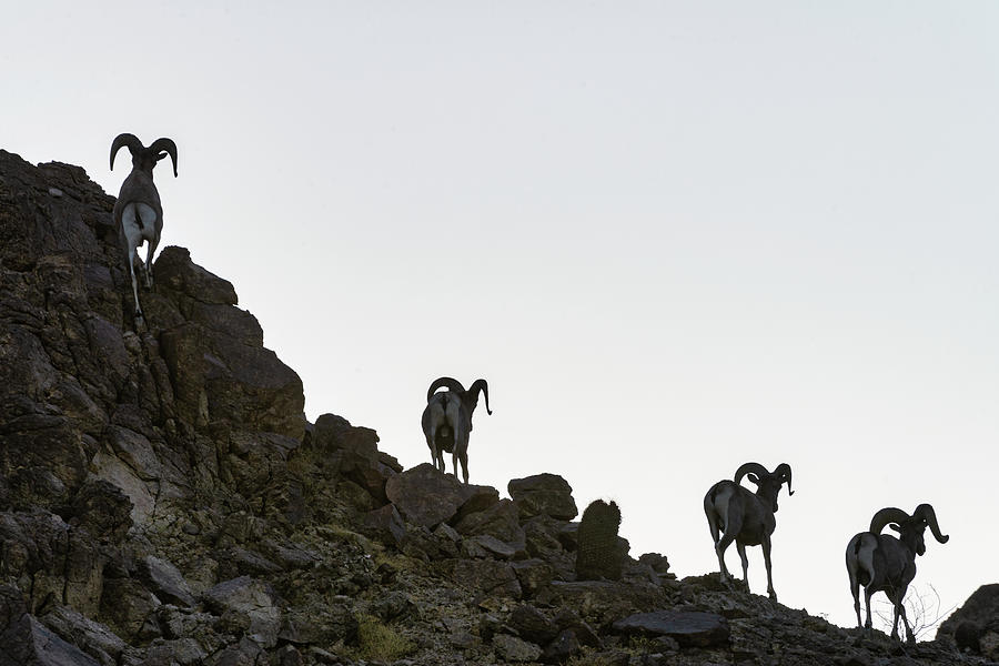 bighorn sheep silhouette