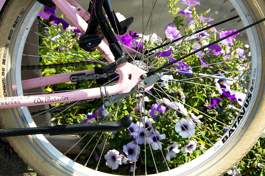 Bike and flowers by Adriana Zoon Bike and flowers by Adriana Zoon