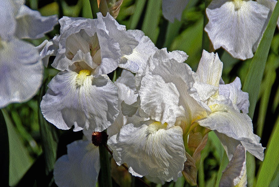 Flower Photograph - Billowing White by Lynda Lehmann