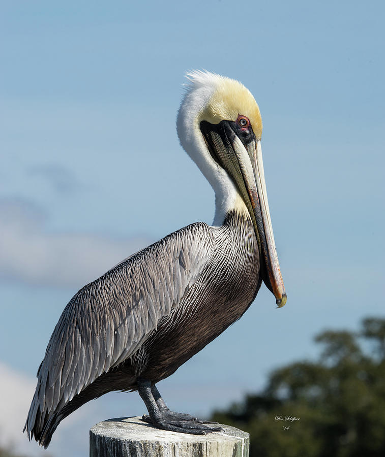 Biloxi Pelican #1 Photograph by Don Schiffner