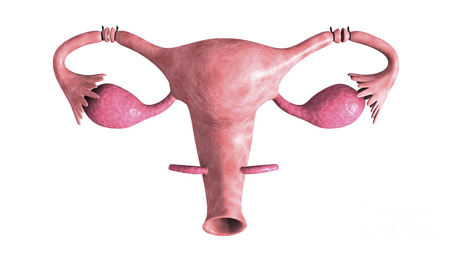 Horizontal Digital Art - Biomedical Illustration Of A Tubectomy #1 by Stocktrek Images