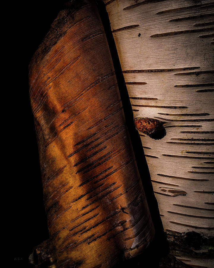 Mushroom Photograph - Birch  #1 by Bob Orsillo