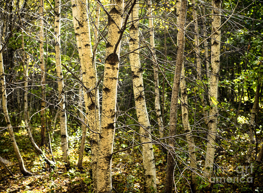 Birch Forest #1 Photograph by Alana Ranney
