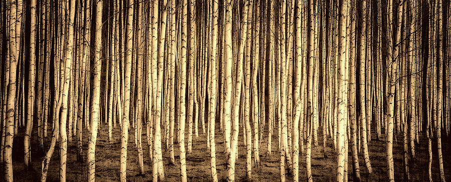 Birch Forest #1 Photograph by Mountain Dreams