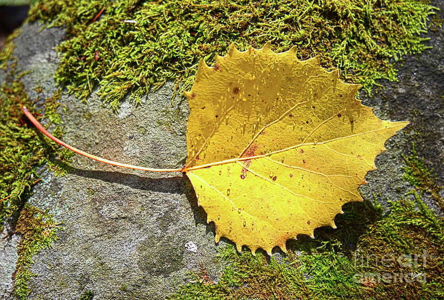 Birch Leaf #1 Photograph by Alana Ranney