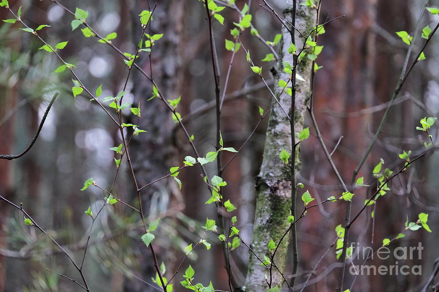 Birch Tree Photograph by Dariusz Gudowicz