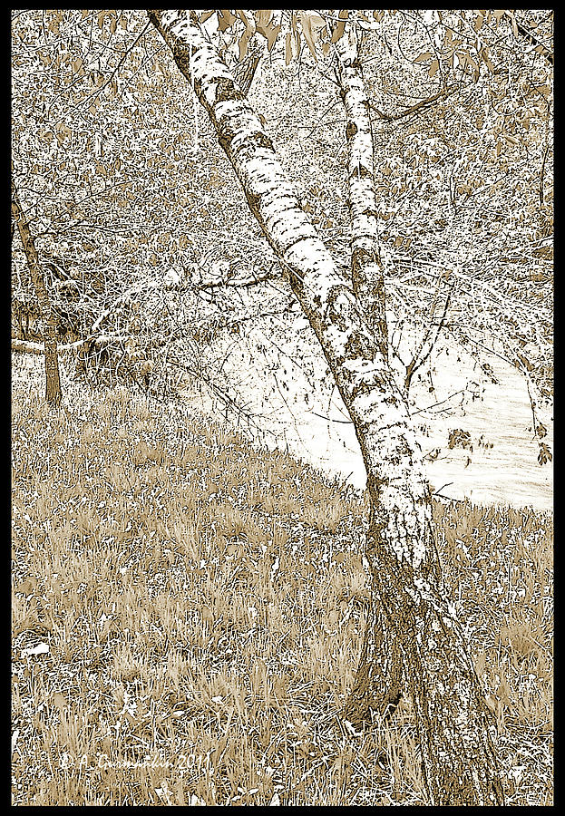 Birch Tree Portrait #1 Photograph by A Macarthur Gurmankin
