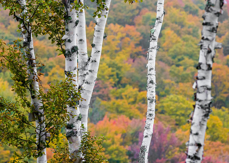 Birches and the Backdrop #1 Photograph by Tim Kirchoff
