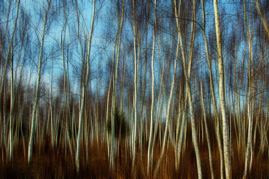 Birches #1 Photograph by Cathy Kovarik