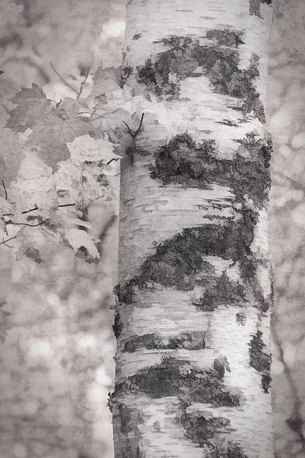 Birches in Autumn #1 Photograph by Leda Robertson