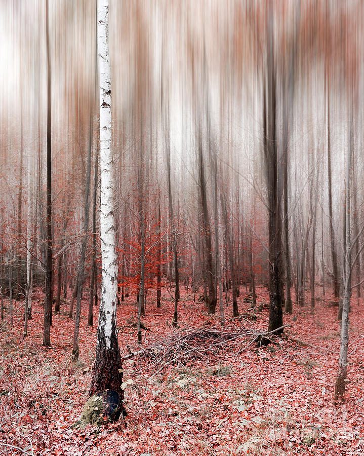 Birchforest In Fall #2 Photograph by Hannes Cmarits