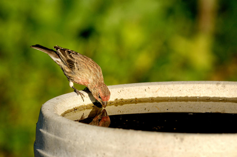 Finch Photograph - Bird-Bath Reflection 2 #1 by Don Schroder