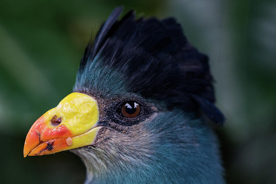 Bird Face #1 Photograph by Jay Stockhaus