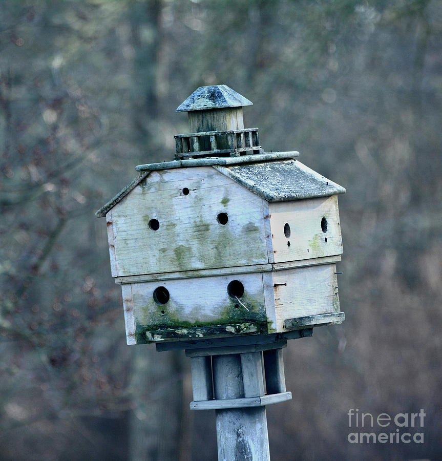 Bird Hotel Photograph by Dianne Morgado