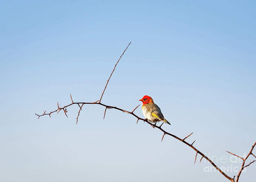 Bird in Botswana Africa #1 Photograph by THP Creative