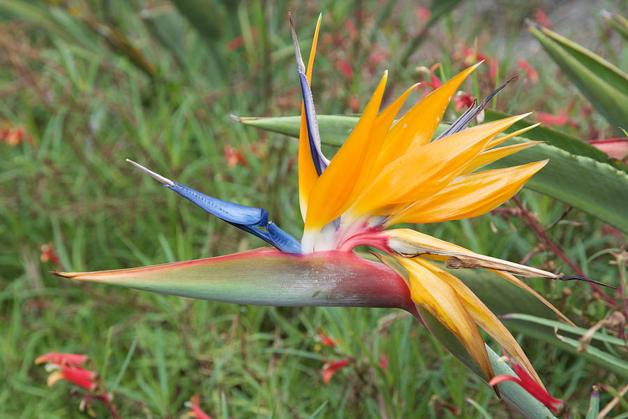 kd birds of paradise