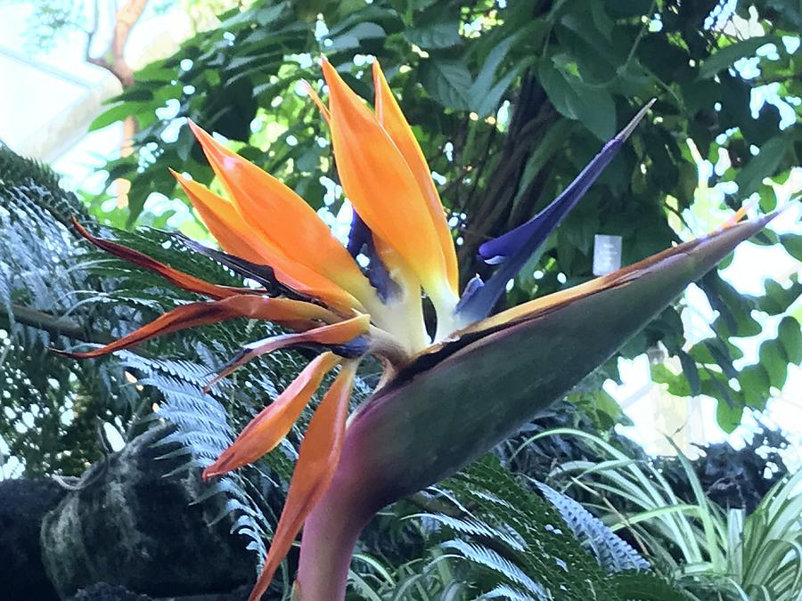 Bird of Paradise #1 Photograph by Jean Wolfrum