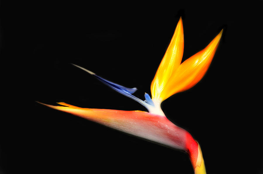 Flowers Still Life Photograph - Bird of Paradise #1 by Lyle  Huisken