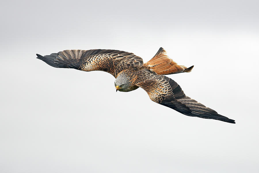 Bird of prey in flight #1 Photograph by Grant Glendinning
