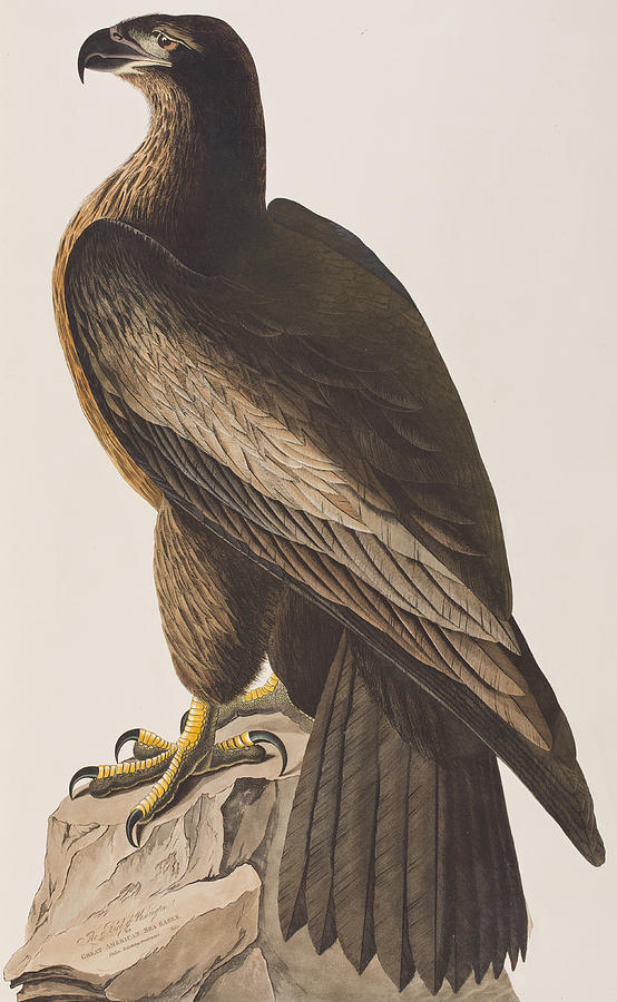 John James Audubon Painting - Bird of Washington by John James Audubon