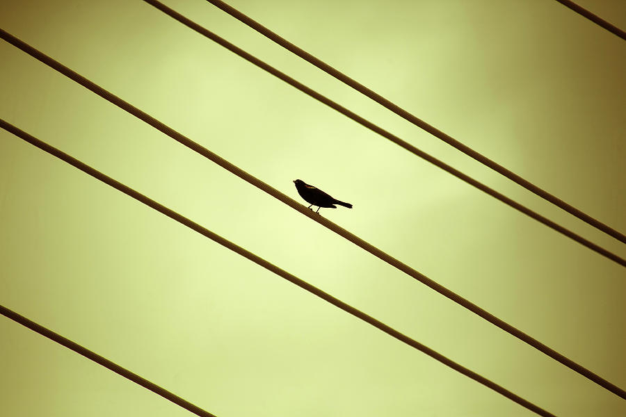 Bird on a Wire Photograph by Marilyn Hunt