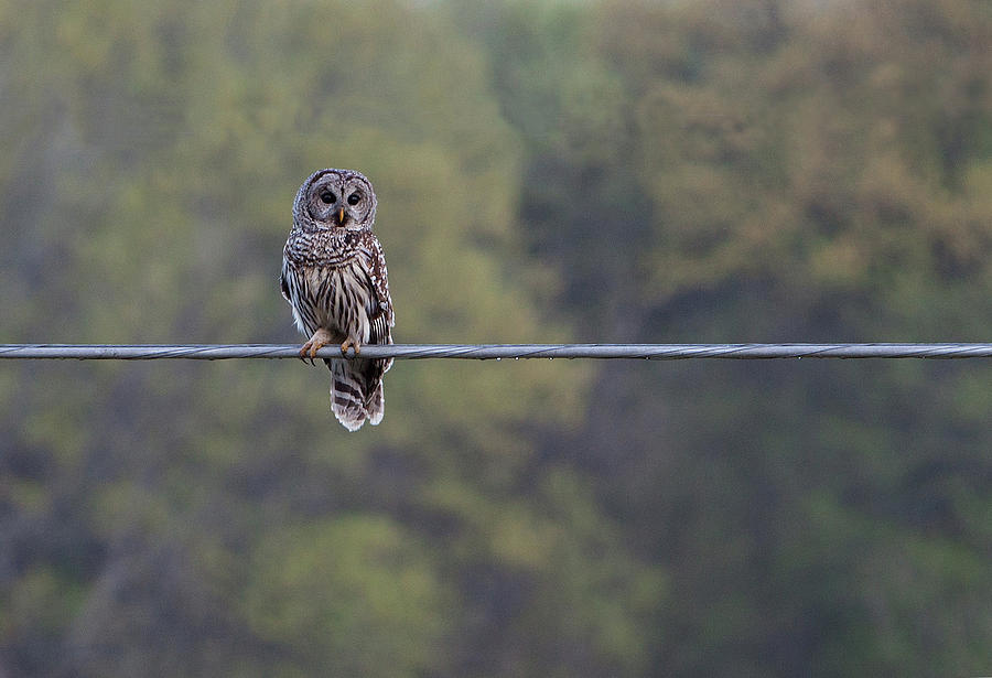Bird on a Wire Photograph by Stephen Schwiesow