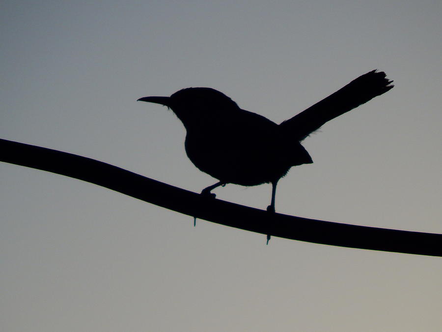 Bird On A Wire #1 Photograph by Virginia White