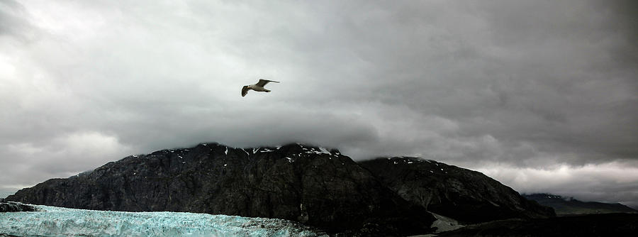 Bird Over Glacier - Alaska #2 Photograph by Madeline Ellis