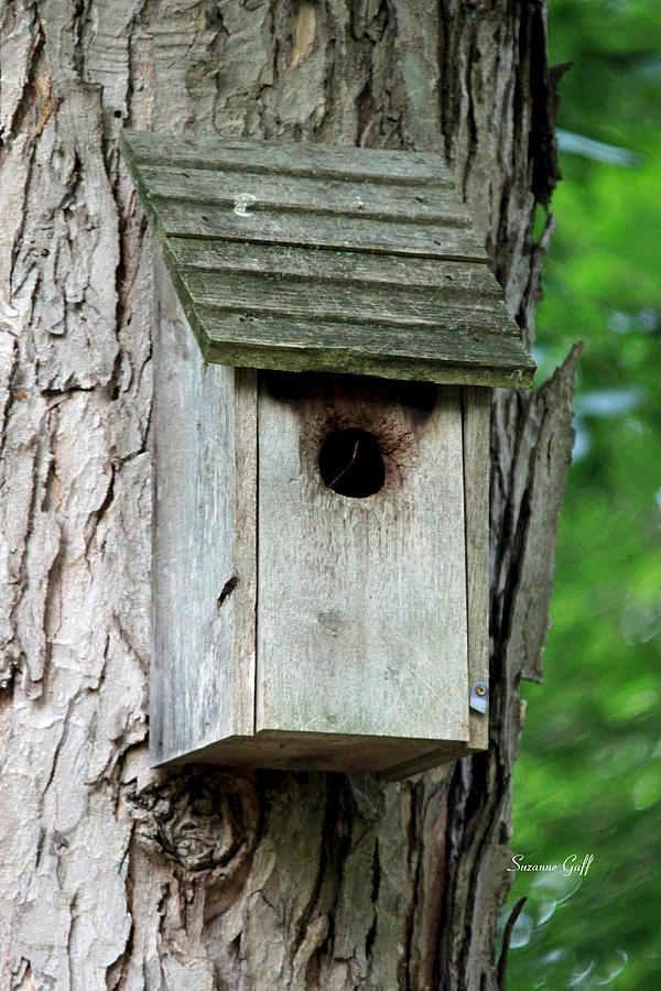 Birdhouse Collection III Photograph by Suzanne Gaff - Fine Art America