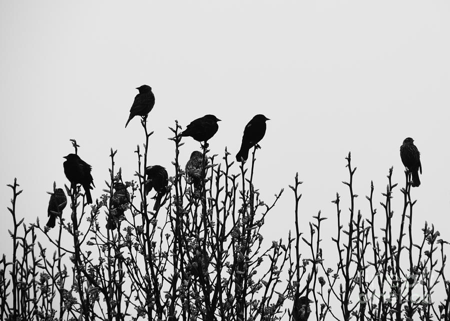 Birdies #1 Photograph by Cheryl McClure
