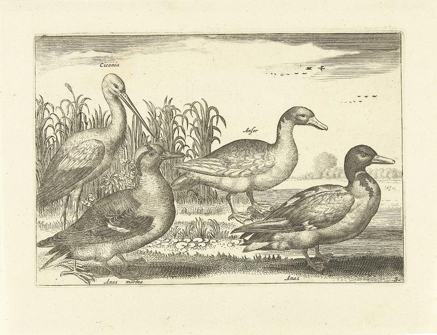 Birds In The Reeds, Adriaen Collaert, 1659 Painting