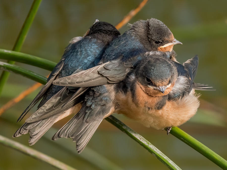 Birds of a Feather Photograph by Derek Dean