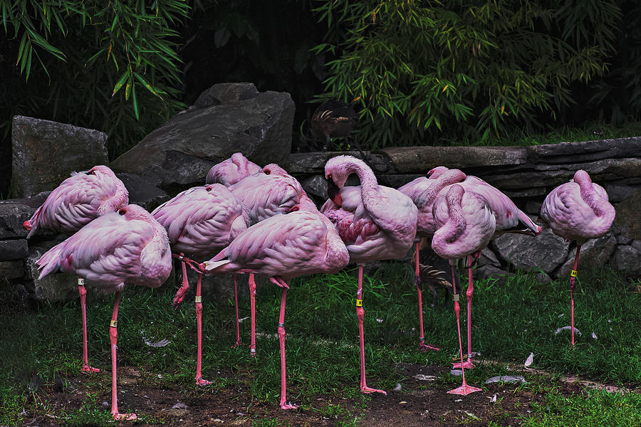 Birds of a pink feather Photograph by John Christopher